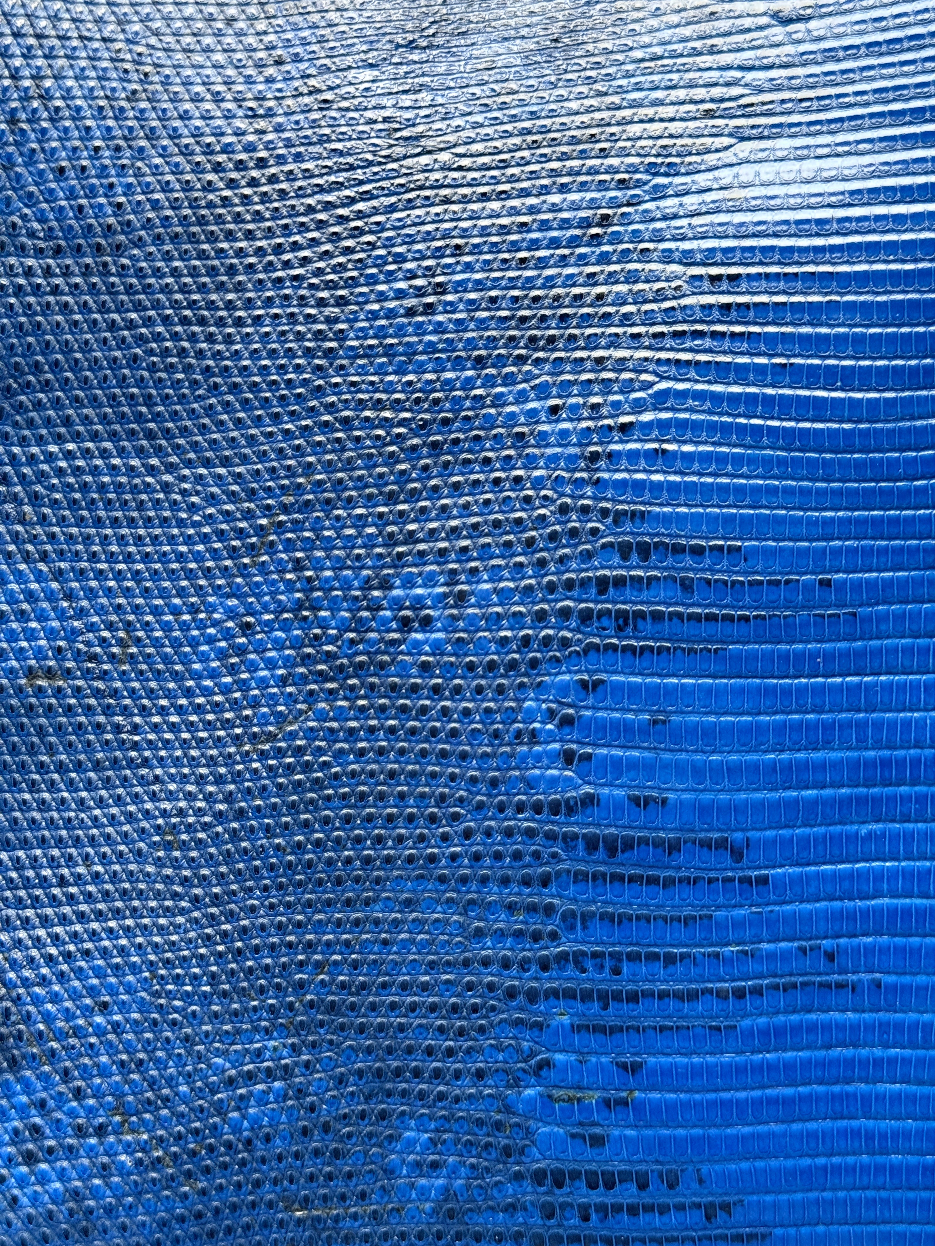 AZURE BLUE LIZARD